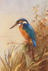 Eisvogel