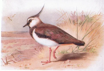 Kiebitz, aus Vögel der Britischen Inseln und ihre Eier veröffentlicht von Frederick Warne & Co Ltd, 1958