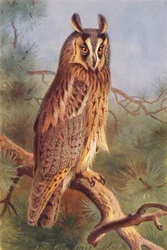 Waldohreule
