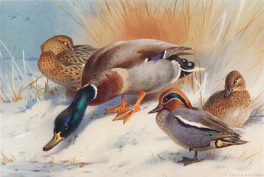 Stockente (männlich und weiblich), Krickente (männlich und weiblich)