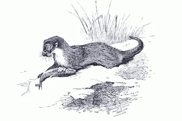Otter mit Fisch, aus Thorburns Säugetiere veröffentlicht von Longmans and Co, ca. 1920