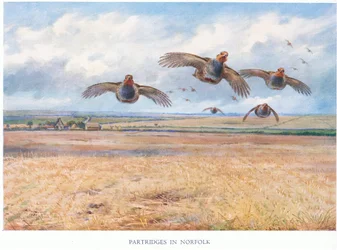 Rebhühner in Norfolk