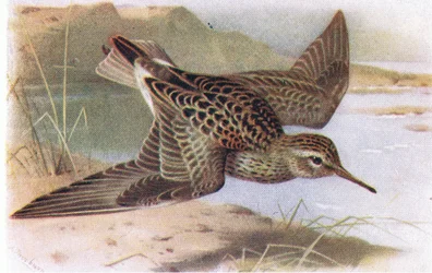 Spießstrandläufer, aus Vögel der Britischen Inseln und ihre Eier, veröffentlicht von Frederick Warne & Co Ltd, 1958