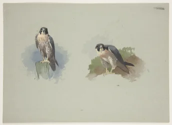 Wanderfalke Männchen, ca. 1915