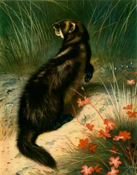 Iltis, ca. 1905, 1943