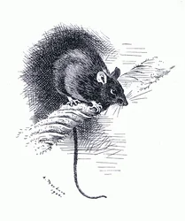 Ratte, veröffentlicht von Book Club Associates