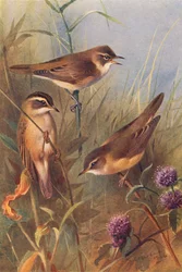 Rohrschwirl, Schilfrohrsänger, Sumpfrohrsänger