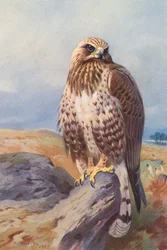 Raufußbussard