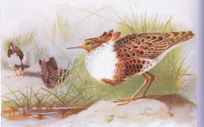 Kampfläufer und Rotschenkel, aus Vögel der Britischen Inseln und ihre Eier, veröffentlicht von Frederick Warne & Co Ltd, 1958