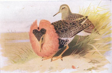 Kampfläufer und Rotschenkel, aus Vögel der Britischen Inseln und ihre Eier, veröffentlicht von Frederick Warne & Co Ltd, 1958