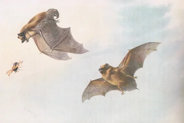 Breitflügelfledermaus und Große Bartfledermaus, aus Thorburns Säugetiere, veröffentlicht von Longmans and Co, ca. 1920