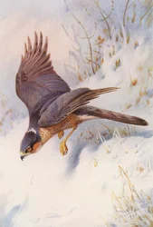 Sperber (erwachsenes Männchen)