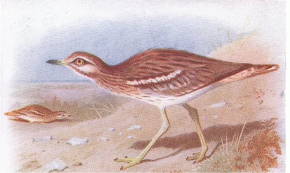 Triel, aus Vögel der Britischen Inseln und ihre Eier, veröffentlicht von Frederick Warne & Co Ltd, 1958