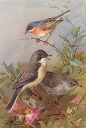 Subalpine Grasmücke, Orpheusgrasmücke, Sperbergrasmücke (Farblithografie)