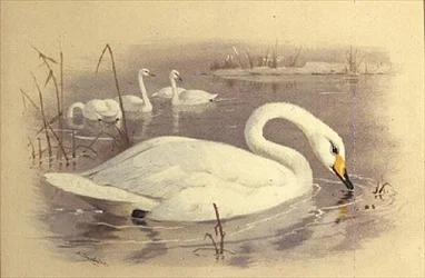 Schwäne auf dem Wasser