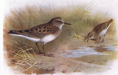 Temmincks Strandläufer, aus Vögel der Britischen Inseln und ihre Eier, veröffentlicht von Frederick Warne & Co Ltd, 1958