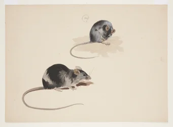 Zwei Studien einer schwarzen Ratte, ca. 1915