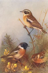 Braunkehlchen, Schwarzkehlchen (männlich und weiblich)