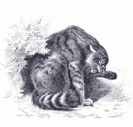 Wildkatze, aus Thorburns Säugetiere, veröffentlicht von Longmans und Co, ca. 1920