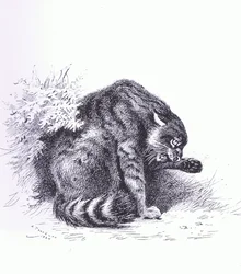 Wildkatze, veröffentlicht von Book Club Associates