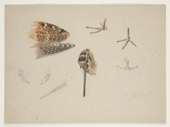 Schnabel, Füße und Flügel einer Waldschnepfe, um 1915