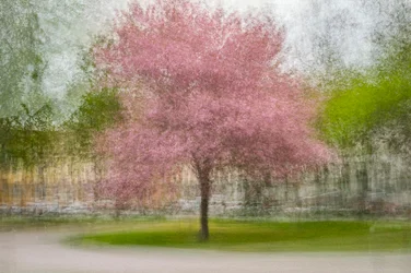 Verschwommener rosa Frühlingsbaum