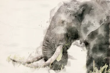 Friedlicher Elefant Aquarell
