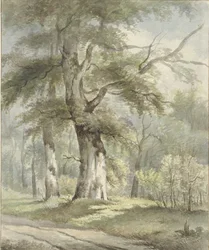 Waldansicht