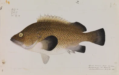 Östlicher Wirra, Acanthistius ocellatus