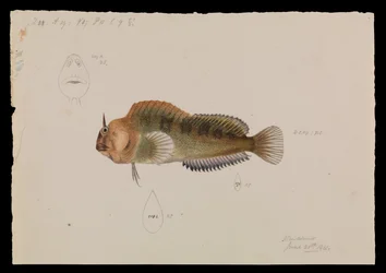Tasmanischer Schleimfisch, Parablennius tasmanianus