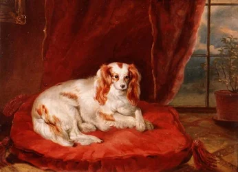 Ein Cavalier King Charles Spaniel auf einem roten Kissen liegend