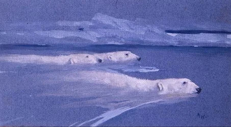 Eisbären schwimmen
