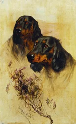 Zwei Gordon Setter