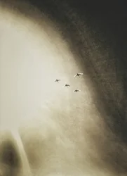 Vögel am Himmel