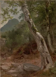Ein Bergahorn, Plaaterkill Clove (Der Bergahorn, Kaaterskill Clove)