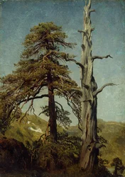 Studie von Bäumen
