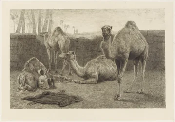 Kamele