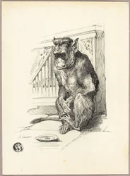 Bettelnder Affe