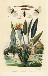 Soldatenfliege, Kranichblume, 1834-1839 (Gravur)