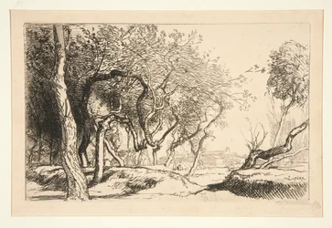 Die verdrehten Bäume (Saint-Jean-de-Monts)