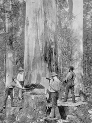 Fällen eines Blue-Gum-Baums im Huon-Wald, Tasmanien, um 1900, aus 