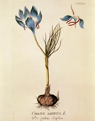 Botanik: „Safran“ (Crocus sativum) Tafel aus „Medicinalium secundum Linnaei digestarum“ von Joseph Jacobi Plenck (1735-1807) 1788-1803 Privatsammlung