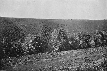 Kaffeeplantage, 1895