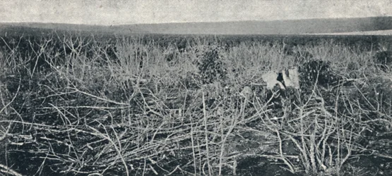 Plantacao de Mandioca, 1895