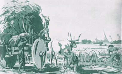 Ein Reisfeld in Burma, aus MacMillan Schulplakaten, ca. 1950-60er Jahre (Lithografie)