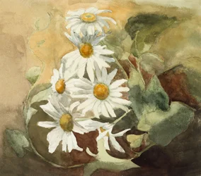 Gänseblümchen