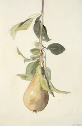 Birne