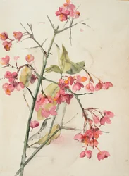 Rosa Blumen