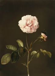 Eine Gallica-Rose mit einer Hummel