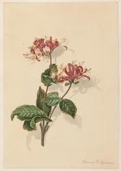 Zweig von wildem Geißblatt (Lonicera periclymenum)